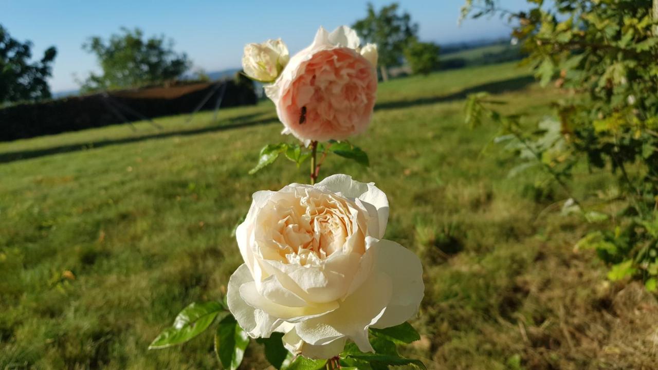 Belle Visnonia Meuble De Caractere Sud Morbihan Béganne Exteriér fotografie